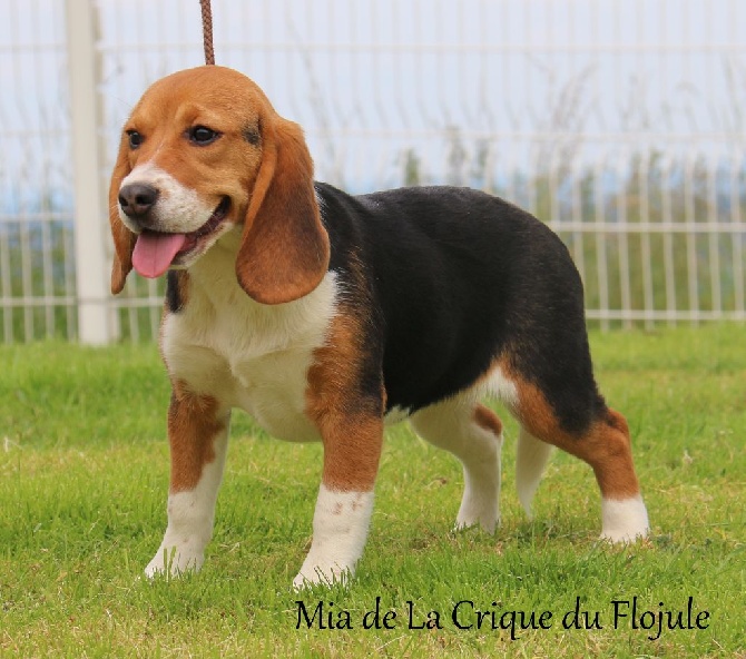 De la crique du Flojule - nouvelle femelle beagle 