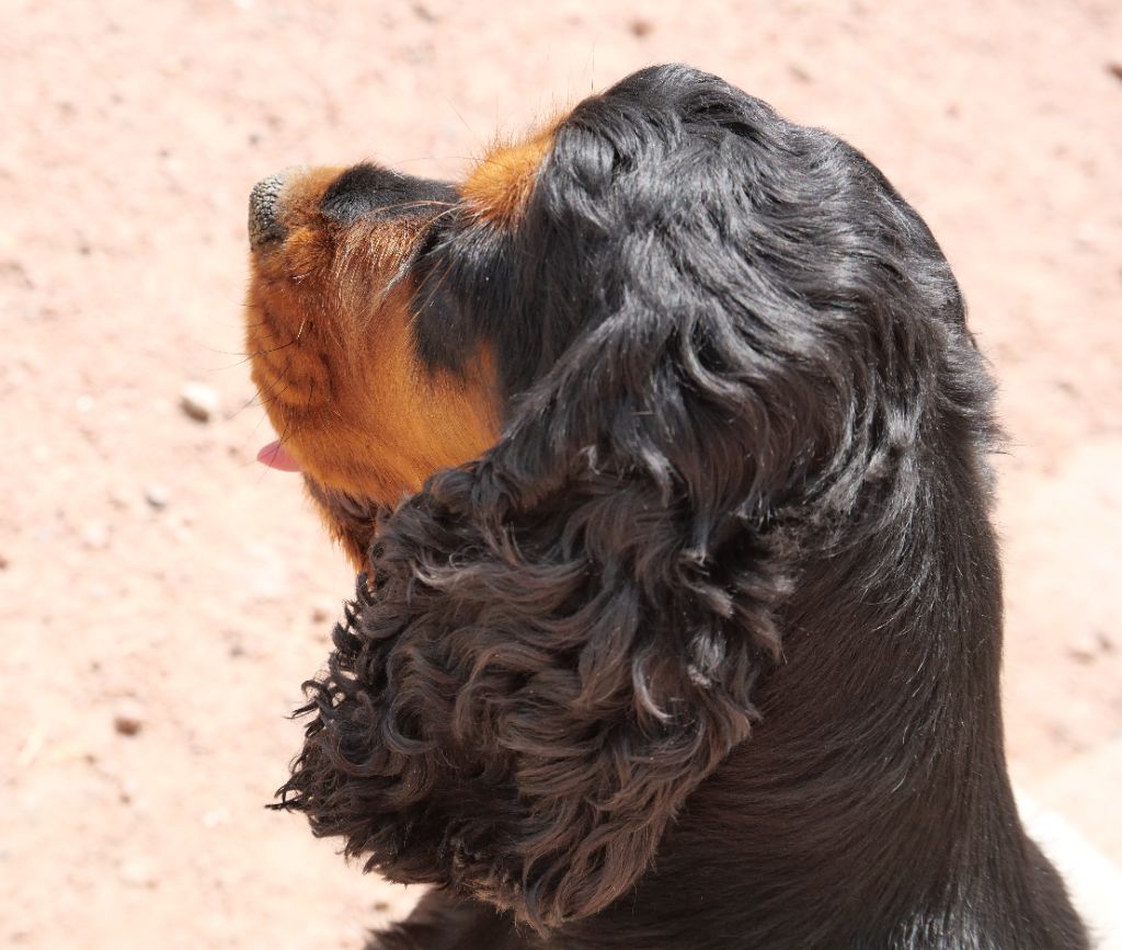 Ruby-thai du domaine de sainte gladyce