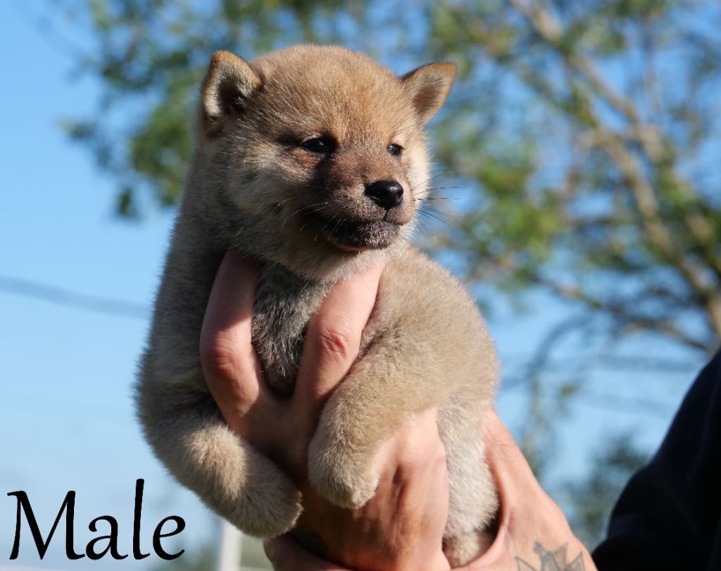 De la crique du Flojule - Chiot disponible  - Shiba