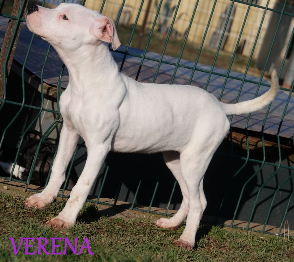 De la crique du Flojule - Chiot disponible  - Dogo Argentino