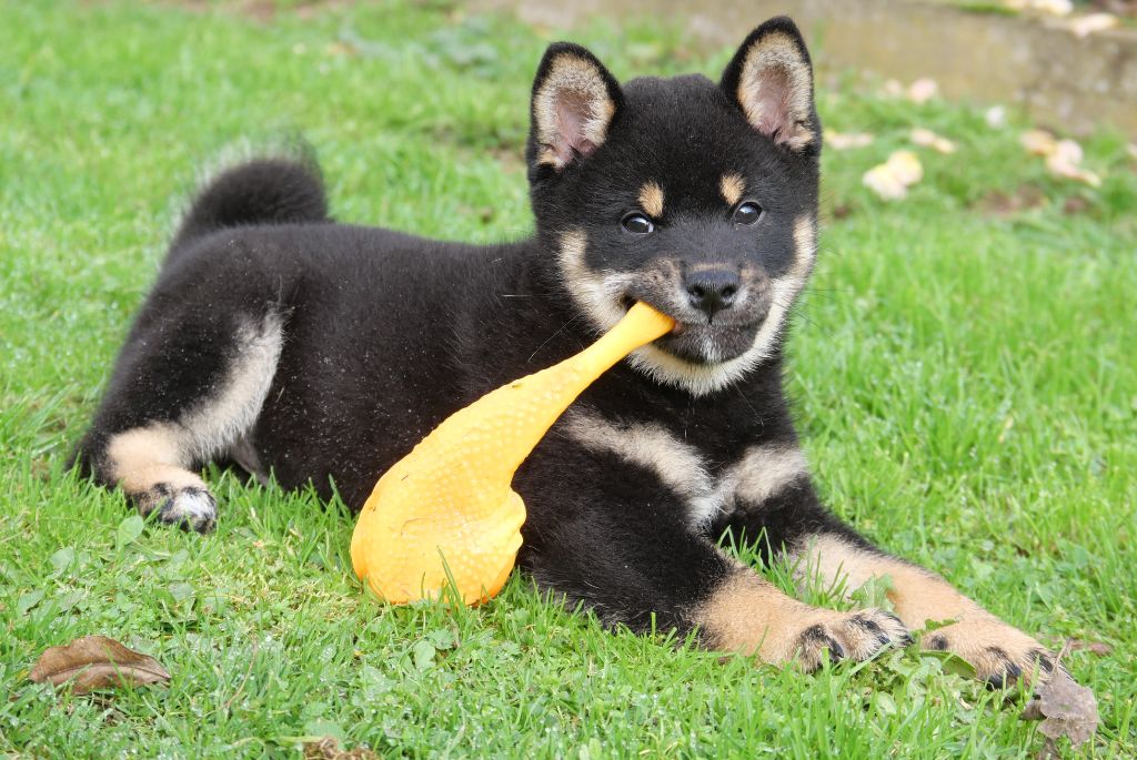 De la crique du Flojule - Chiot disponible  - Shiba