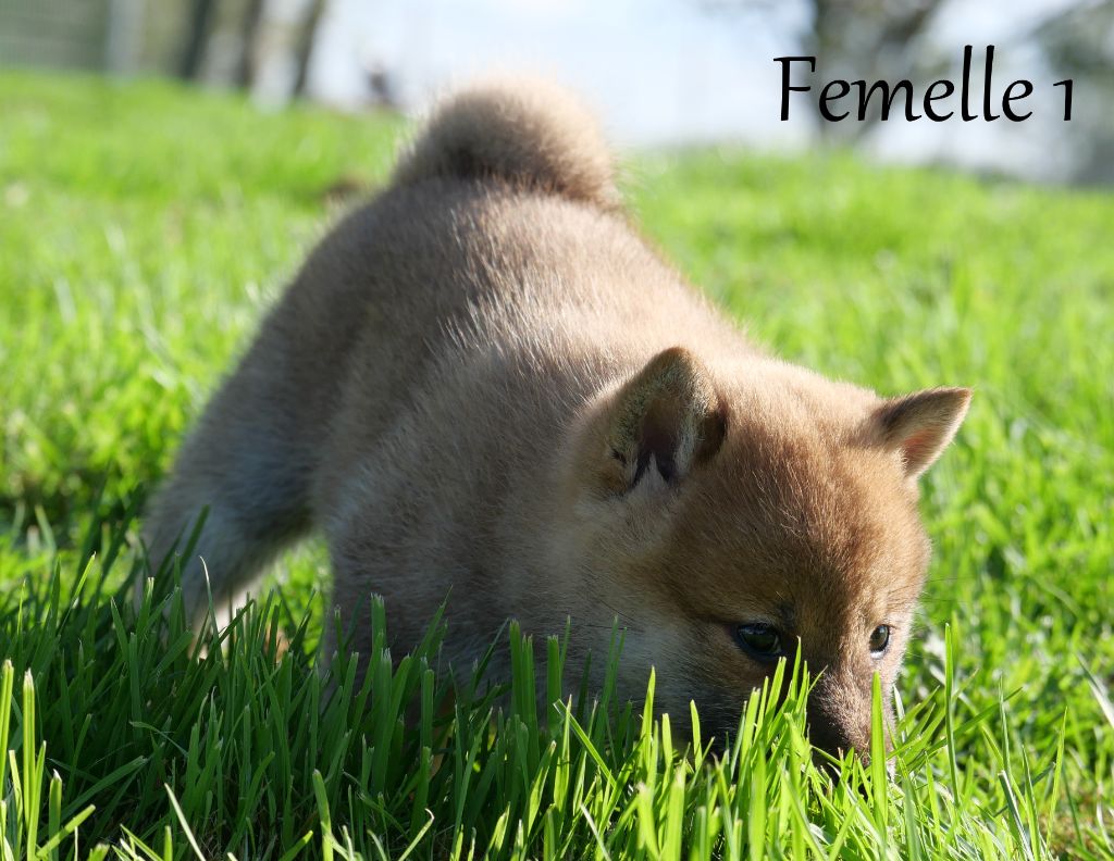 De la crique du Flojule - Chiot disponible  - Shiba