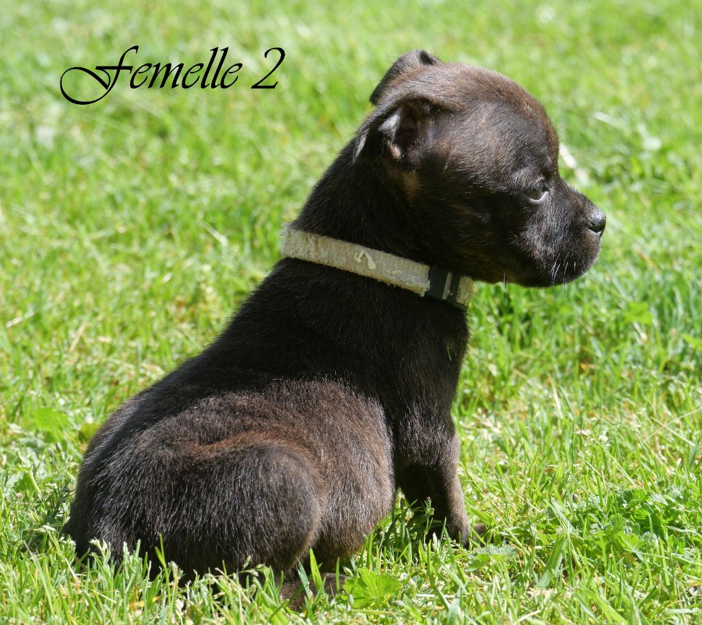 De la crique du Flojule - Chiot disponible  - Staffordshire Bull Terrier