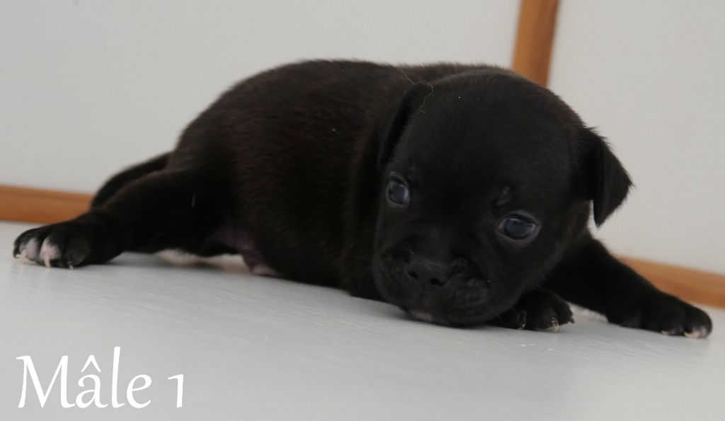 De la crique du Flojule - Chiot disponible  - Staffordshire Bull Terrier