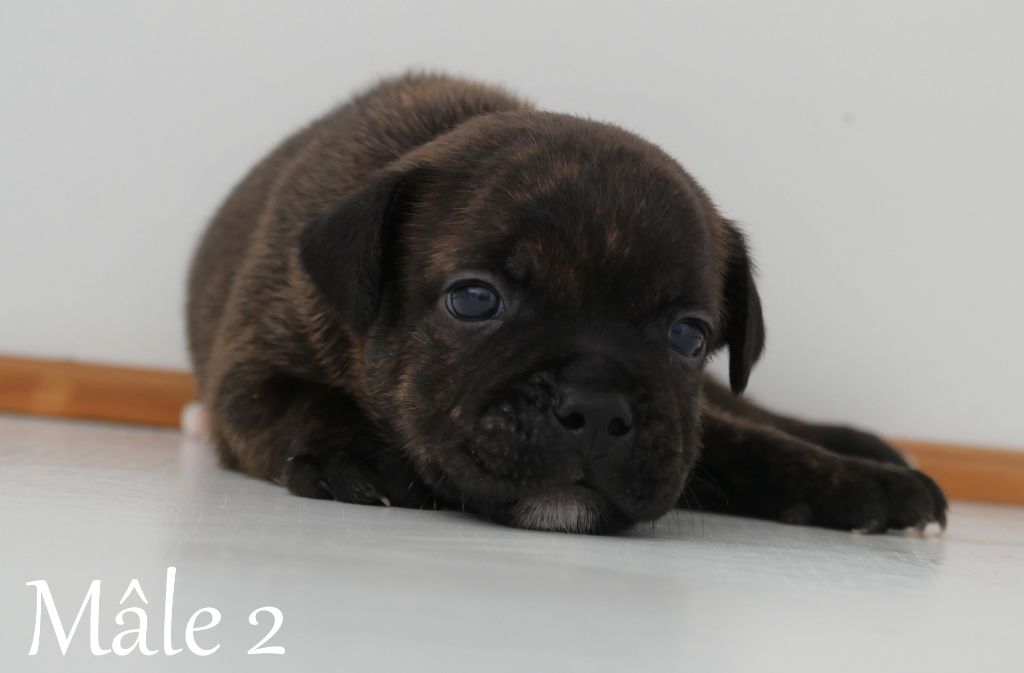 De la crique du Flojule - Chiot disponible  - Staffordshire Bull Terrier