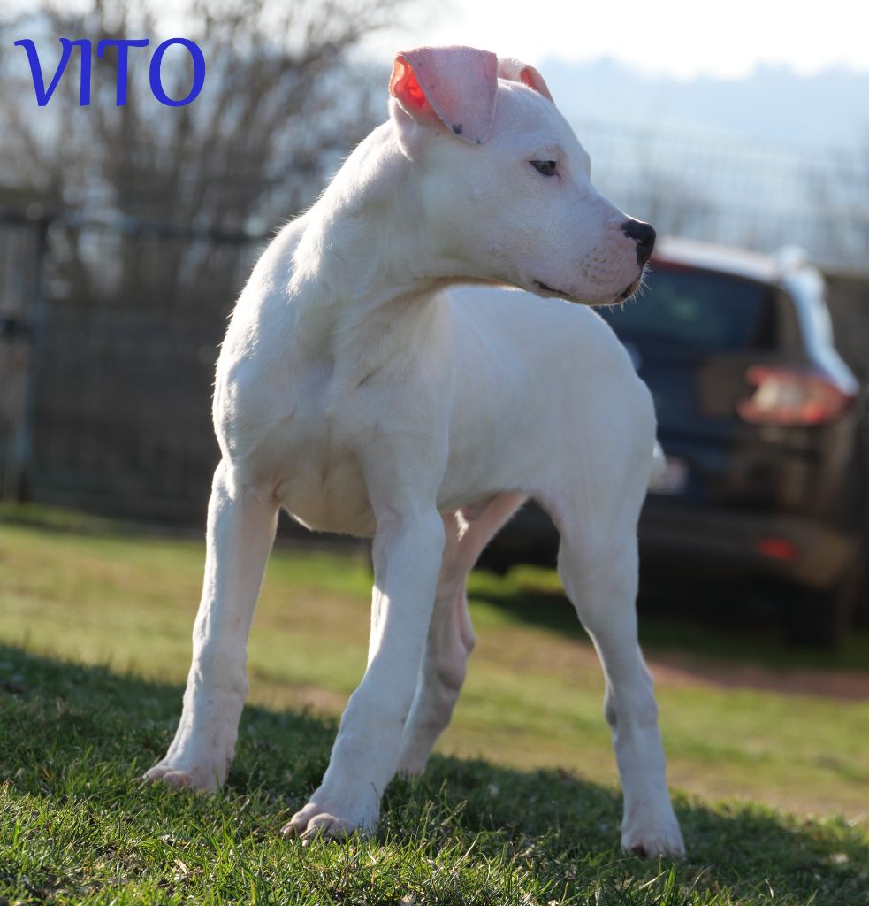 De la crique du Flojule - Chiot disponible  - Dogo Argentino