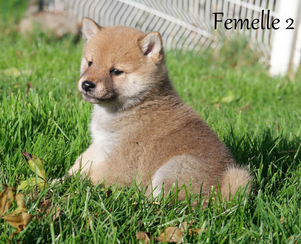 De la crique du Flojule - Chiot disponible  - Shiba