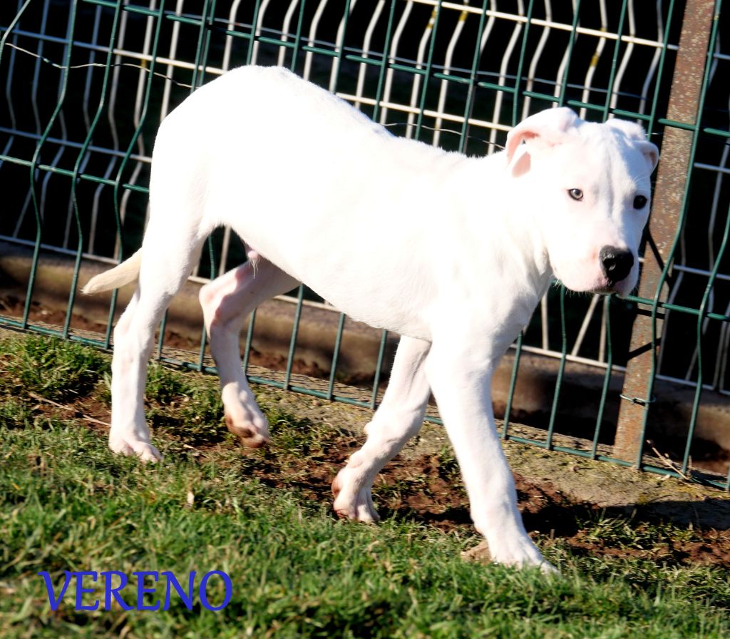 De la crique du Flojule - Chiot disponible  - Dogo Argentino