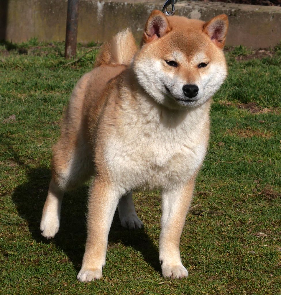 V'kitsune De la crique du Flojule