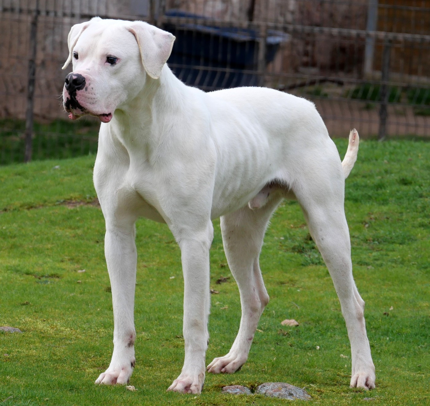 VAN GOGH Des Minis Crottes