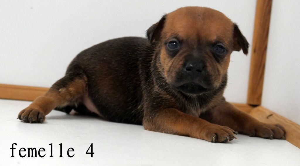 De la crique du Flojule - Chiots disponibles - Staffordshire Bull Terrier