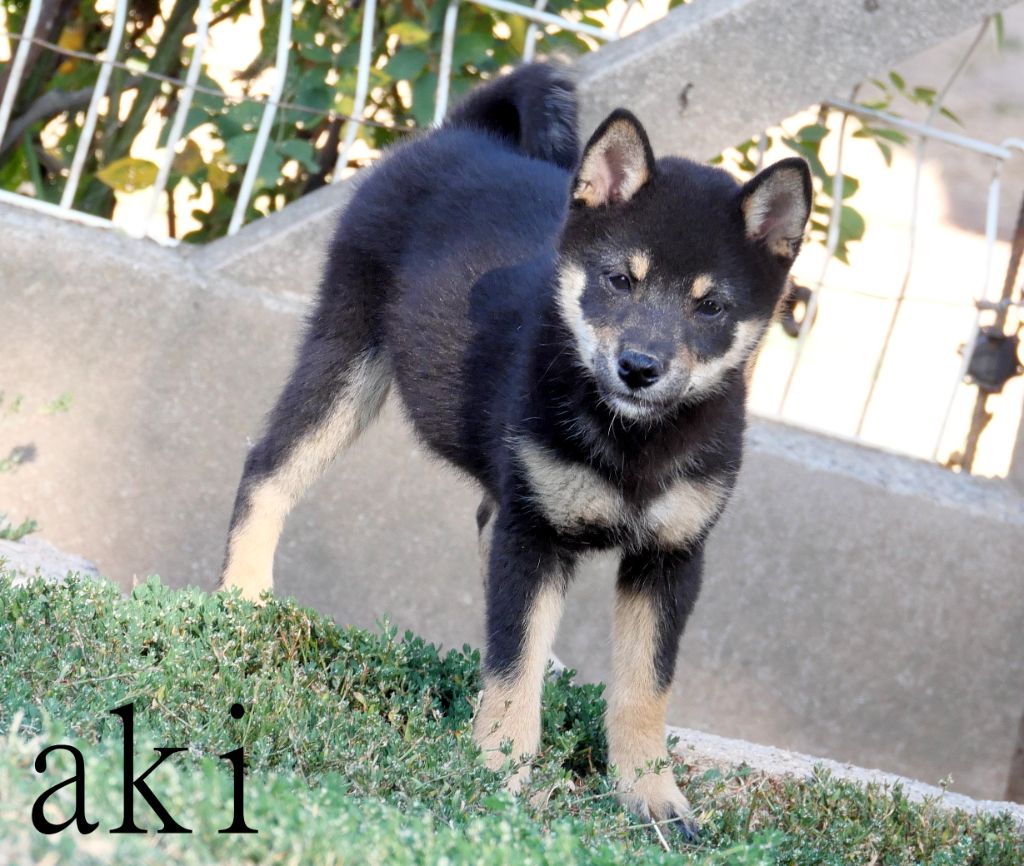 De la crique du Flojule - Chiots disponibles - Shiba