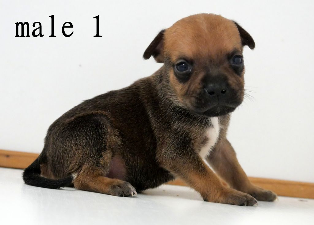 De la crique du Flojule - Chiots disponibles - Staffordshire Bull Terrier