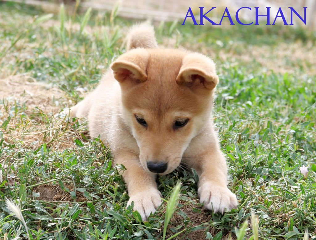 De la crique du Flojule - Chiots disponibles - Shiba