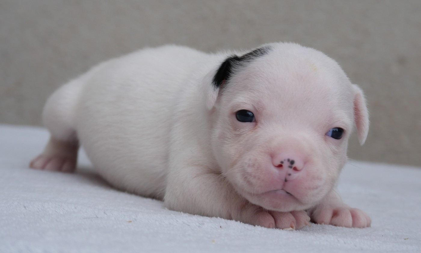 De la crique du Flojule - Chiots disponibles - Staffordshire Bull Terrier
