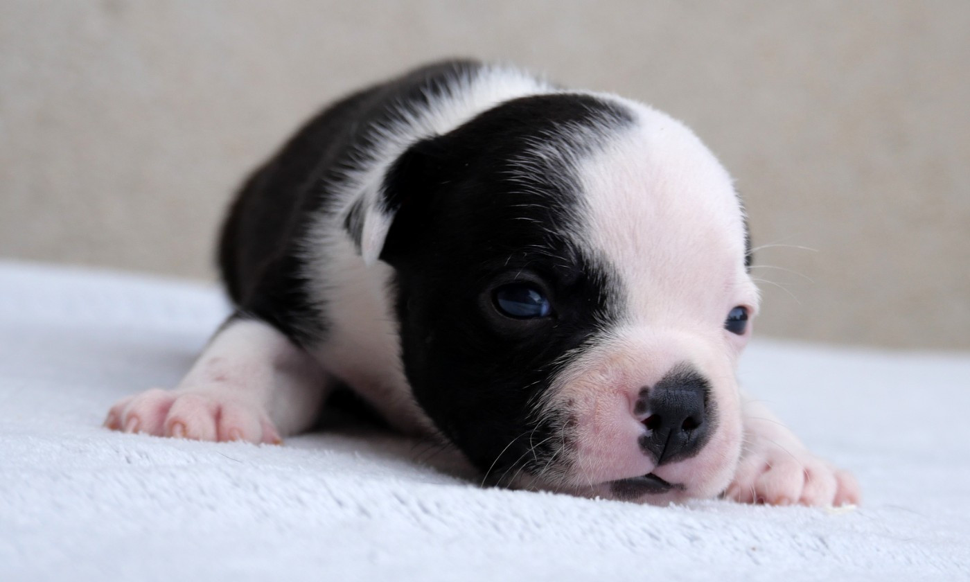 De la crique du Flojule - Chiots disponibles - Staffordshire Bull Terrier