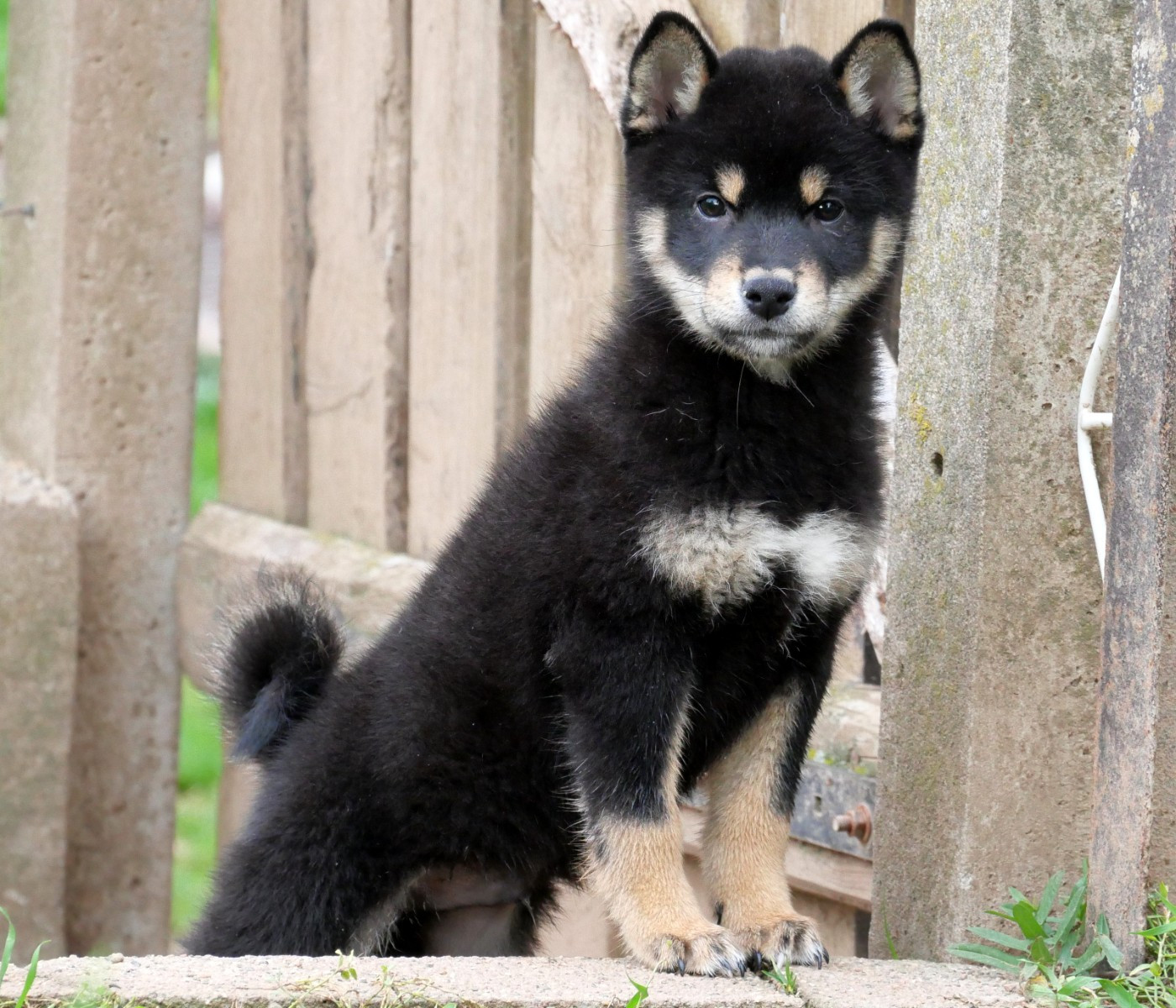 De la crique du Flojule - Chiots disponibles - Shiba