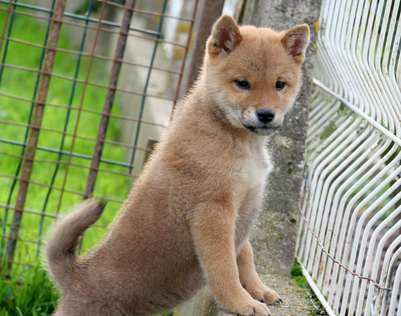De la crique du Flojule - Chiots disponibles - Shiba