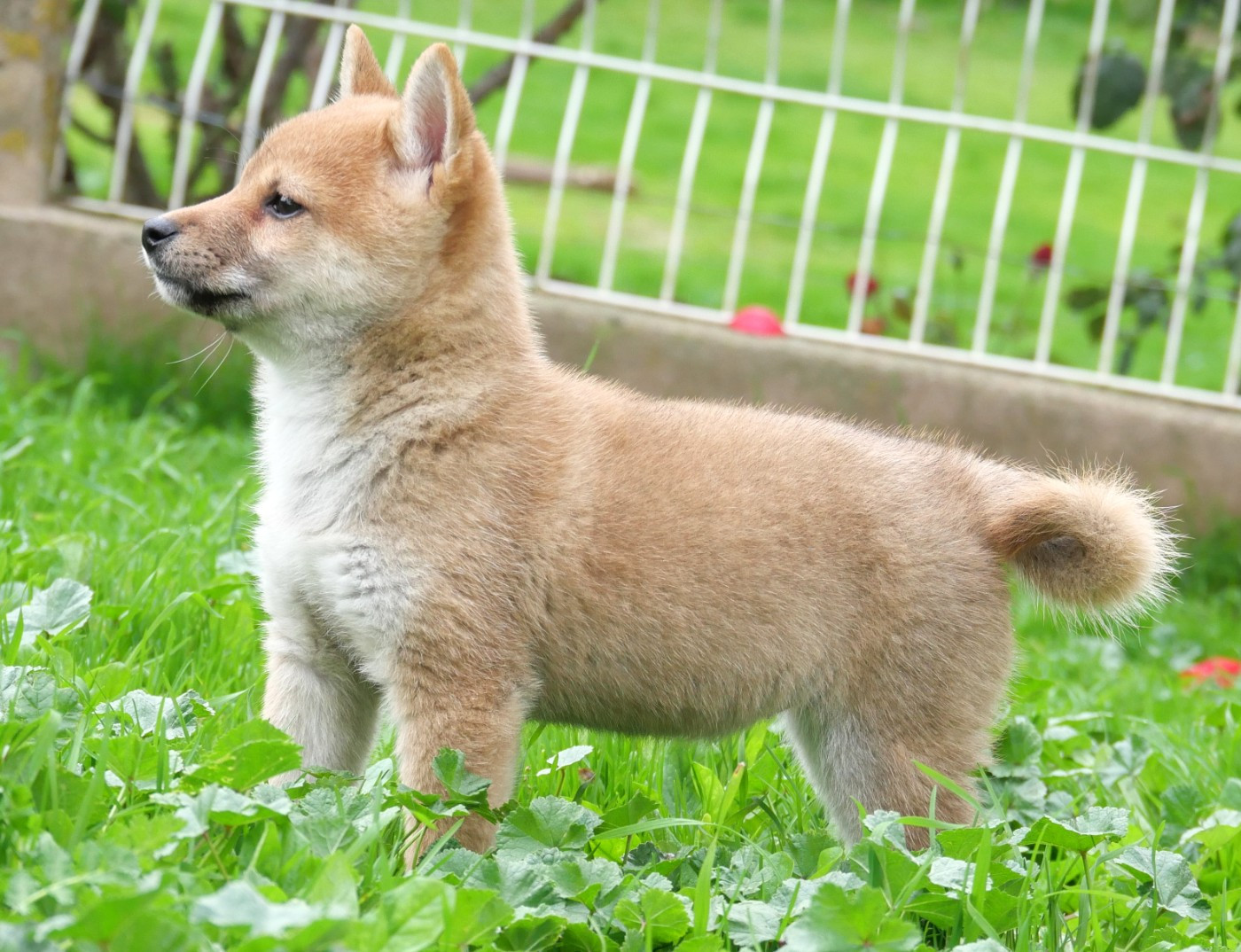 De la crique du Flojule - Chiots disponibles - Shiba
