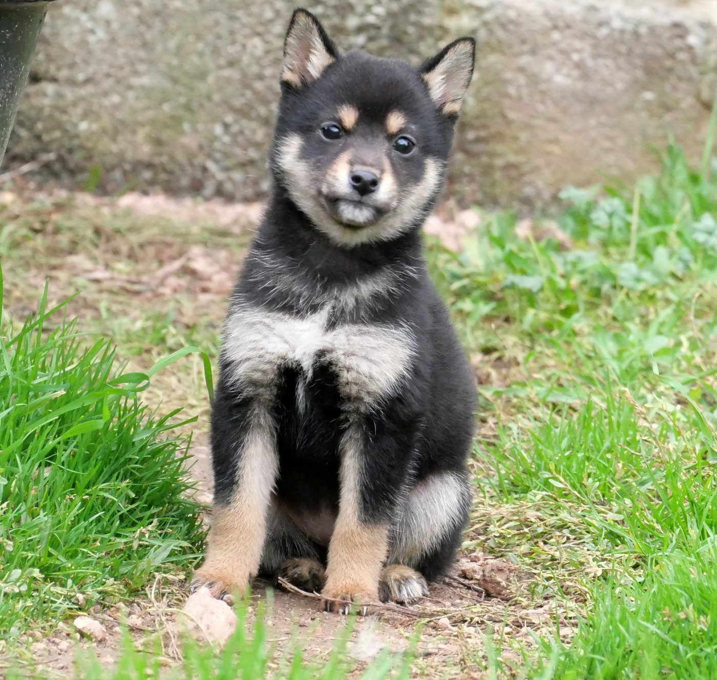De la crique du Flojule - Chiots disponibles - Shiba