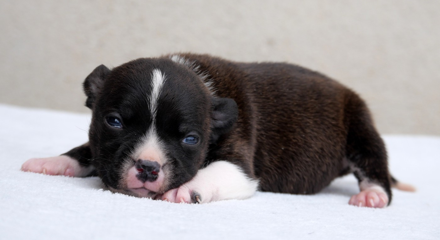 De la crique du Flojule - Chiots disponibles - Staffordshire Bull Terrier