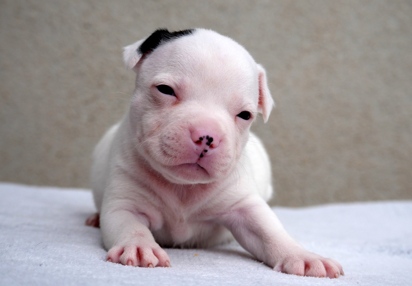 De la crique du Flojule - Chiots disponibles - Staffordshire Bull Terrier