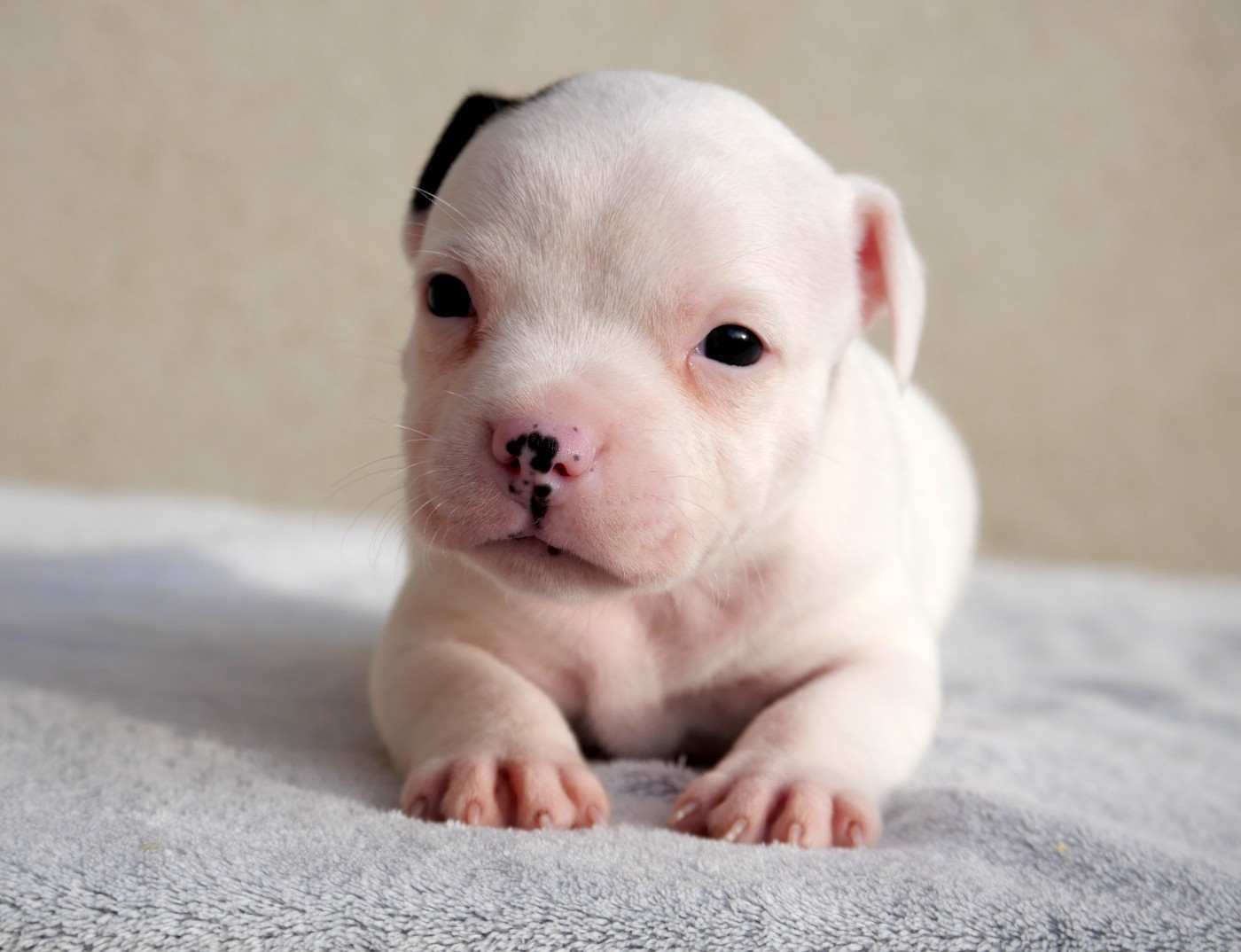 De la crique du Flojule - Chiots disponibles - Staffordshire Bull Terrier