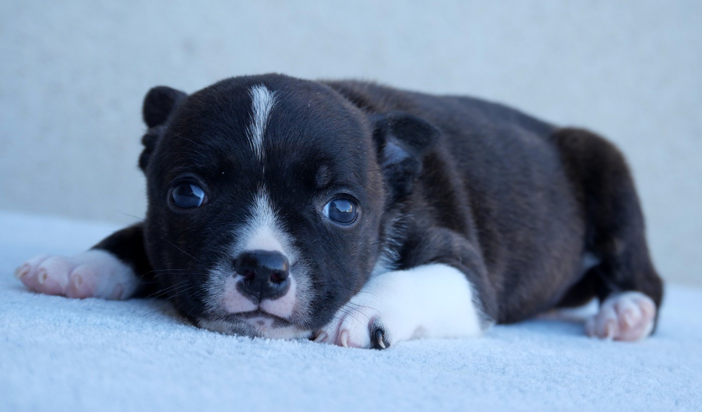 De la crique du Flojule - Chiots disponibles - Staffordshire Bull Terrier