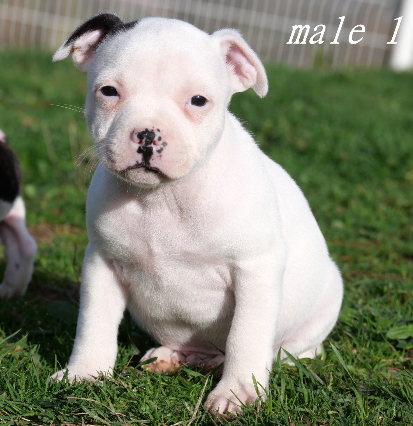 De la crique du Flojule - Chiots disponibles - Staffordshire Bull Terrier