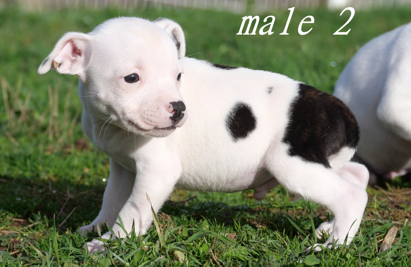 De la crique du Flojule - Chiots disponibles - Staffordshire Bull Terrier