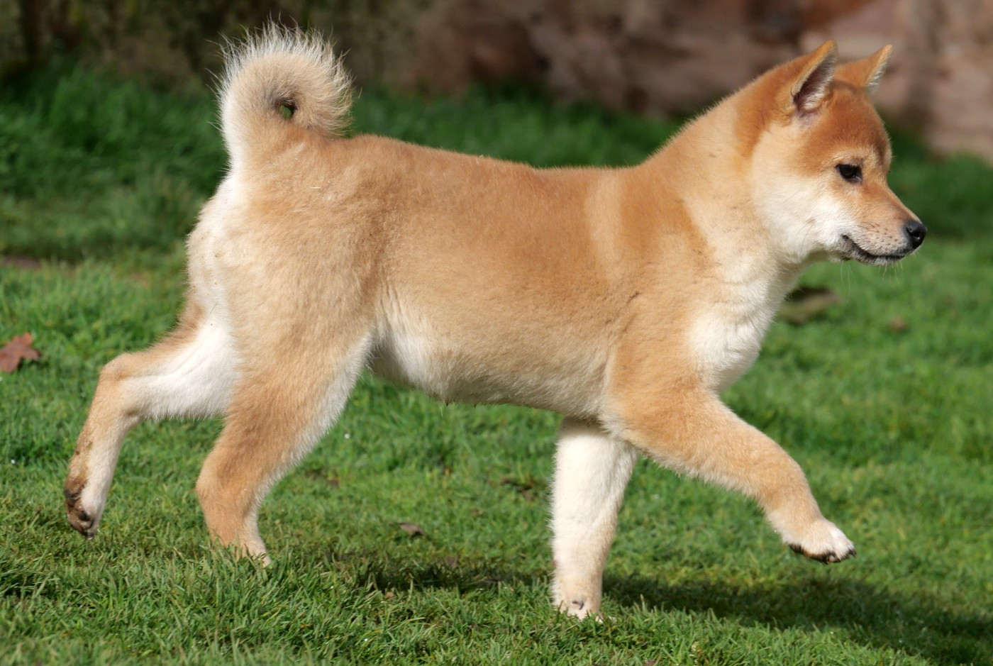 De la crique du Flojule - Chiots disponibles - Shiba
