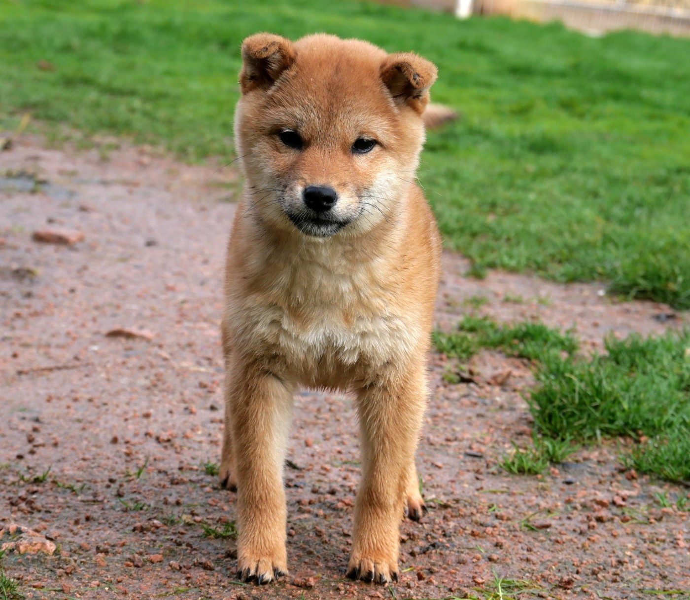 De la crique du Flojule - Chiots disponibles - Shiba