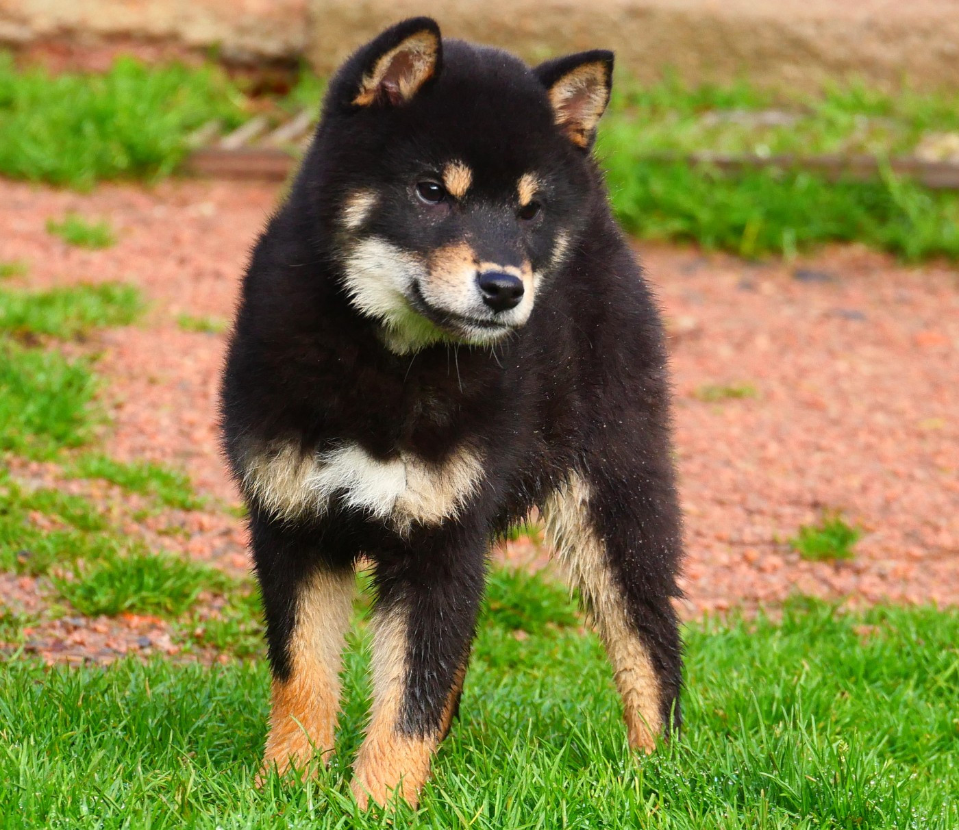De la crique du Flojule - Chiots disponibles - Shiba