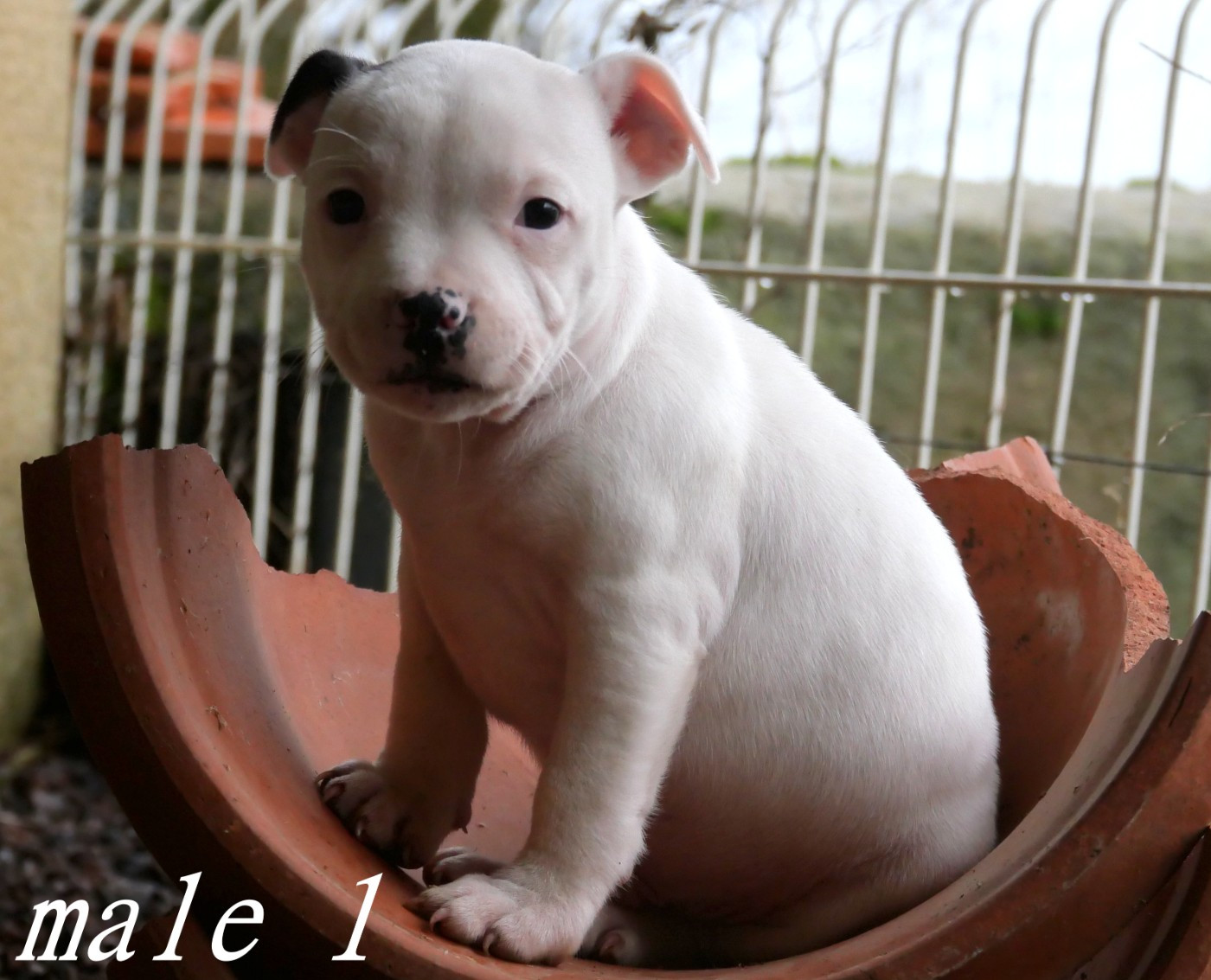 De la crique du Flojule - Chiots disponibles - Staffordshire Bull Terrier