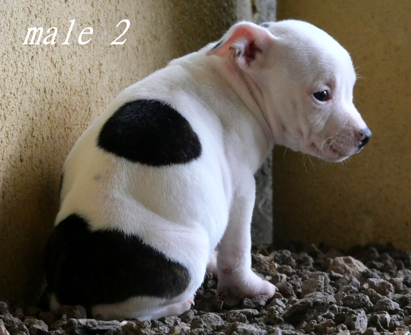 De la crique du Flojule - Chiots disponibles - Staffordshire Bull Terrier