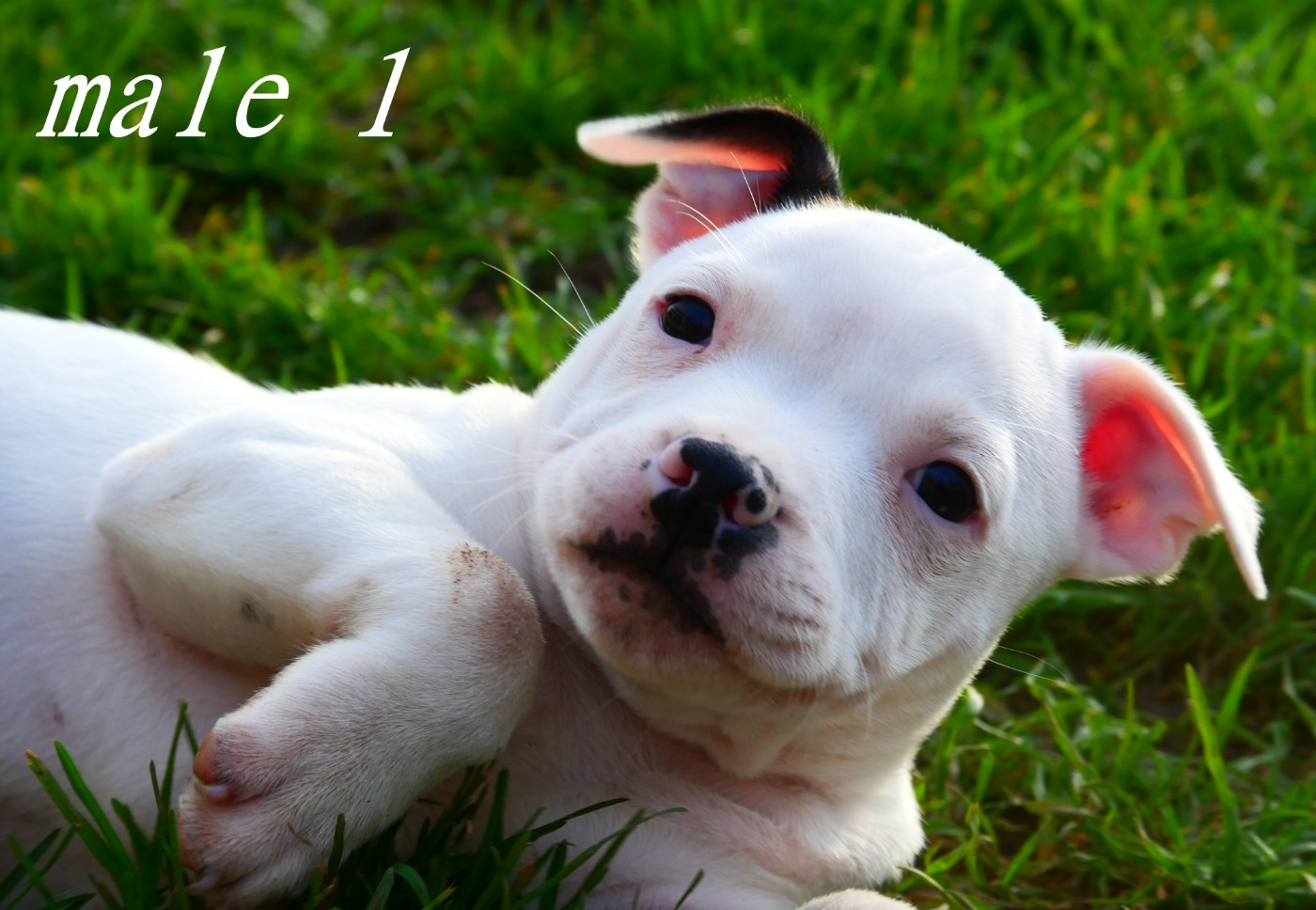 De la crique du Flojule - Chiots disponibles - Staffordshire Bull Terrier