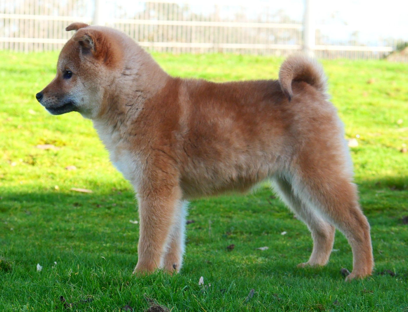 De la crique du Flojule - Chiots disponibles - Shiba