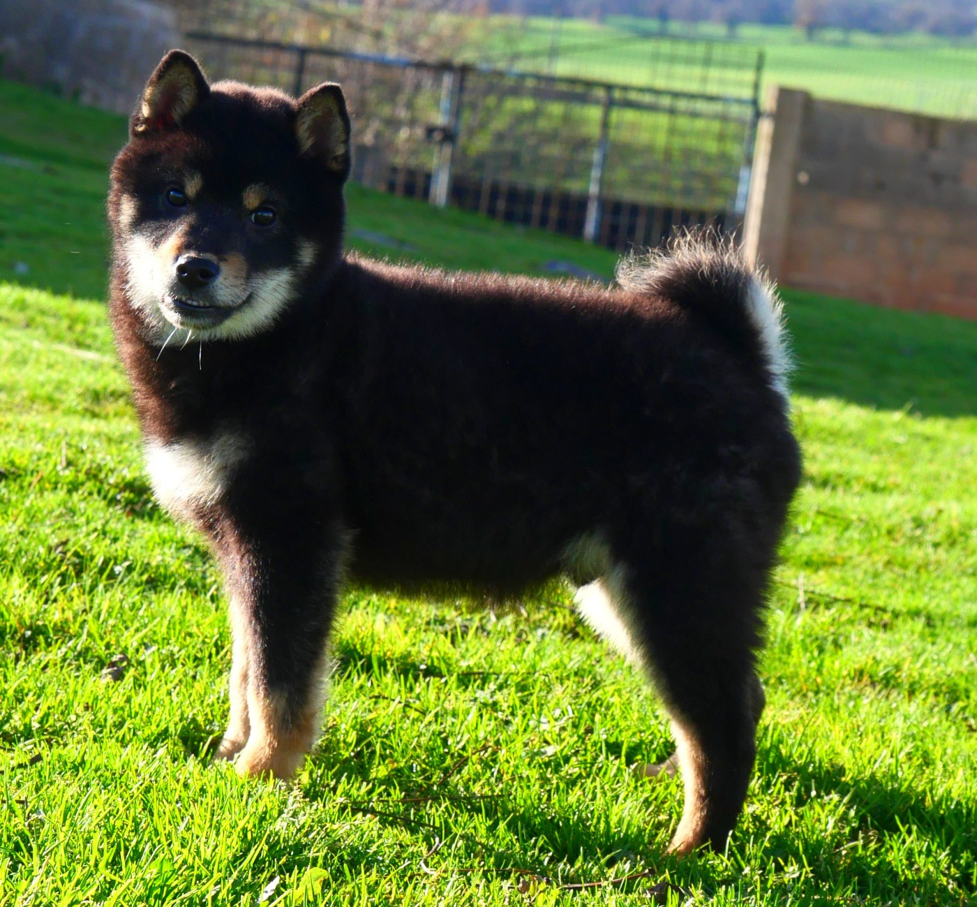 De la crique du Flojule - Chiots disponibles - Shiba