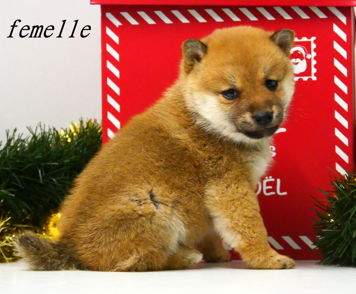 De la crique du Flojule - Chiots disponibles - Shiba