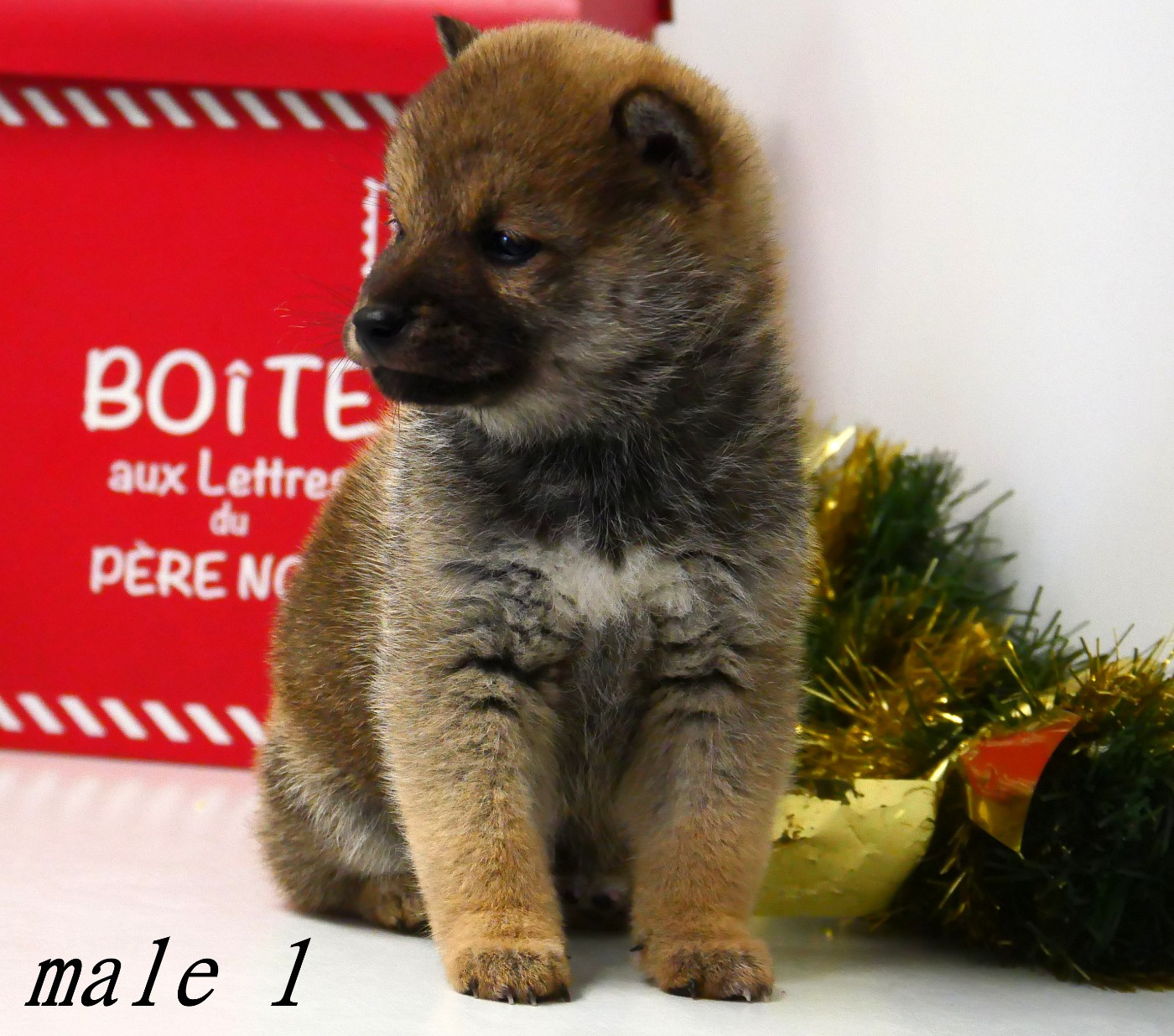 De la crique du Flojule - Chiots disponibles - Shiba
