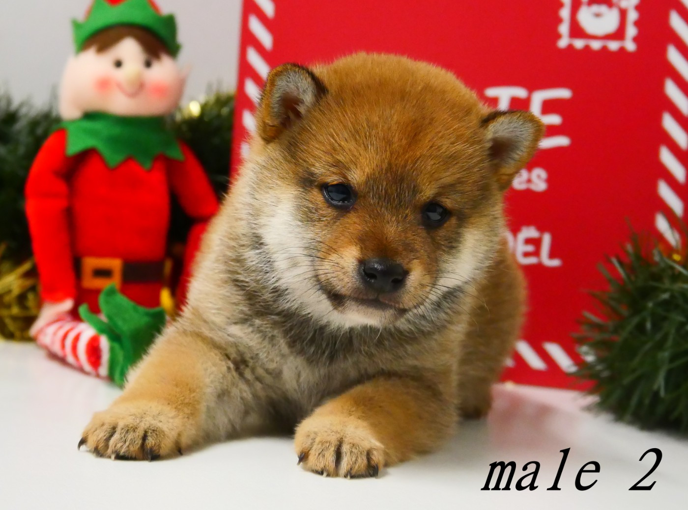 De la crique du Flojule - Chiots disponibles - Shiba