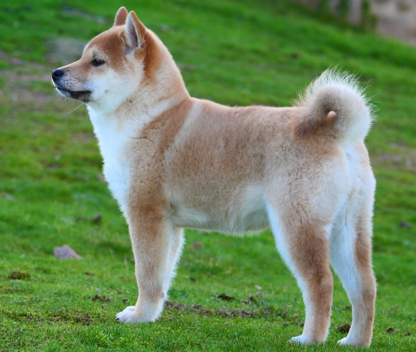 De la crique du Flojule - Chiots disponibles - Shiba