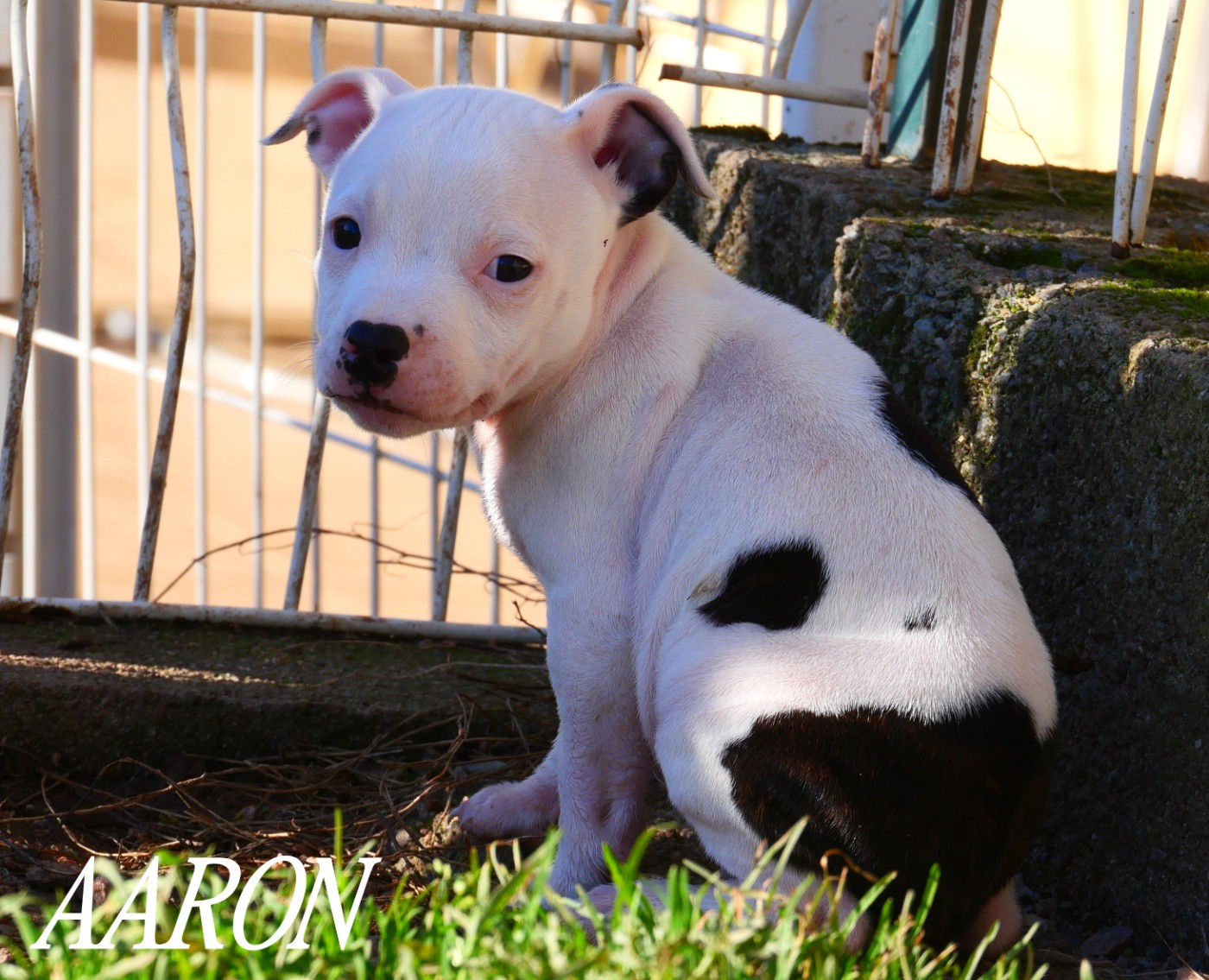 De la crique du Flojule - Chiots disponibles - Staffordshire Bull Terrier