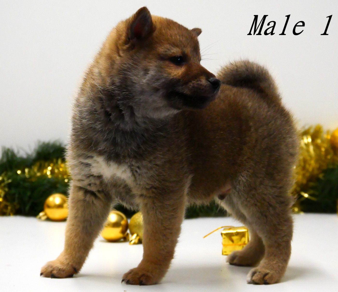 De la crique du Flojule - Chiots disponibles - Shiba