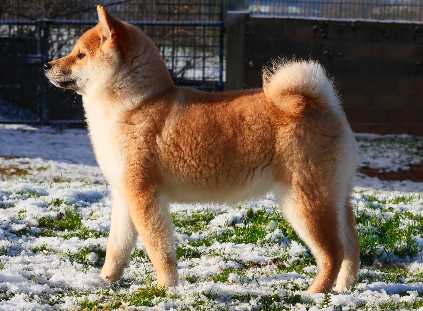 De la crique du Flojule - Chiots disponibles - Shiba