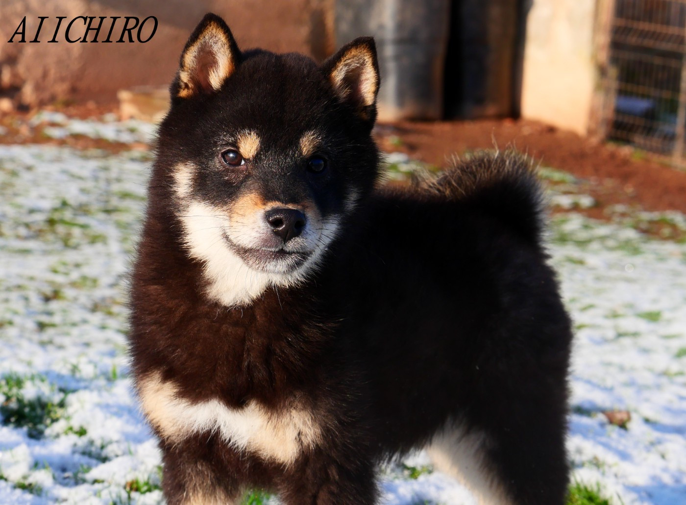De la crique du Flojule - Chiots disponibles - Shiba