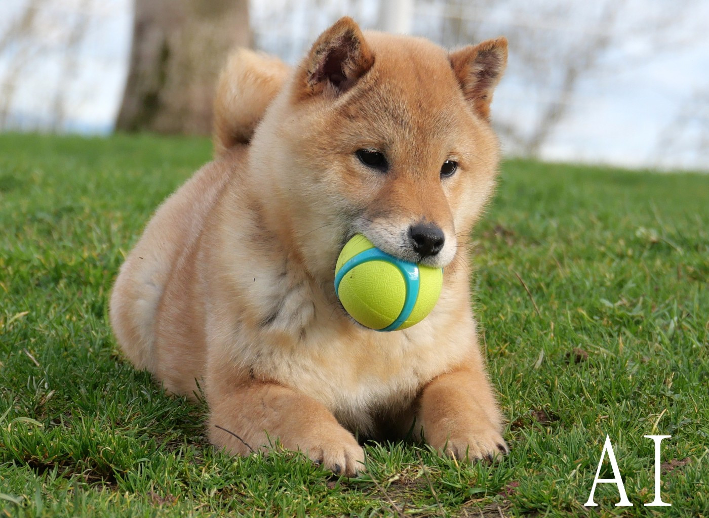De la crique du Flojule - Chiots disponibles - Shiba