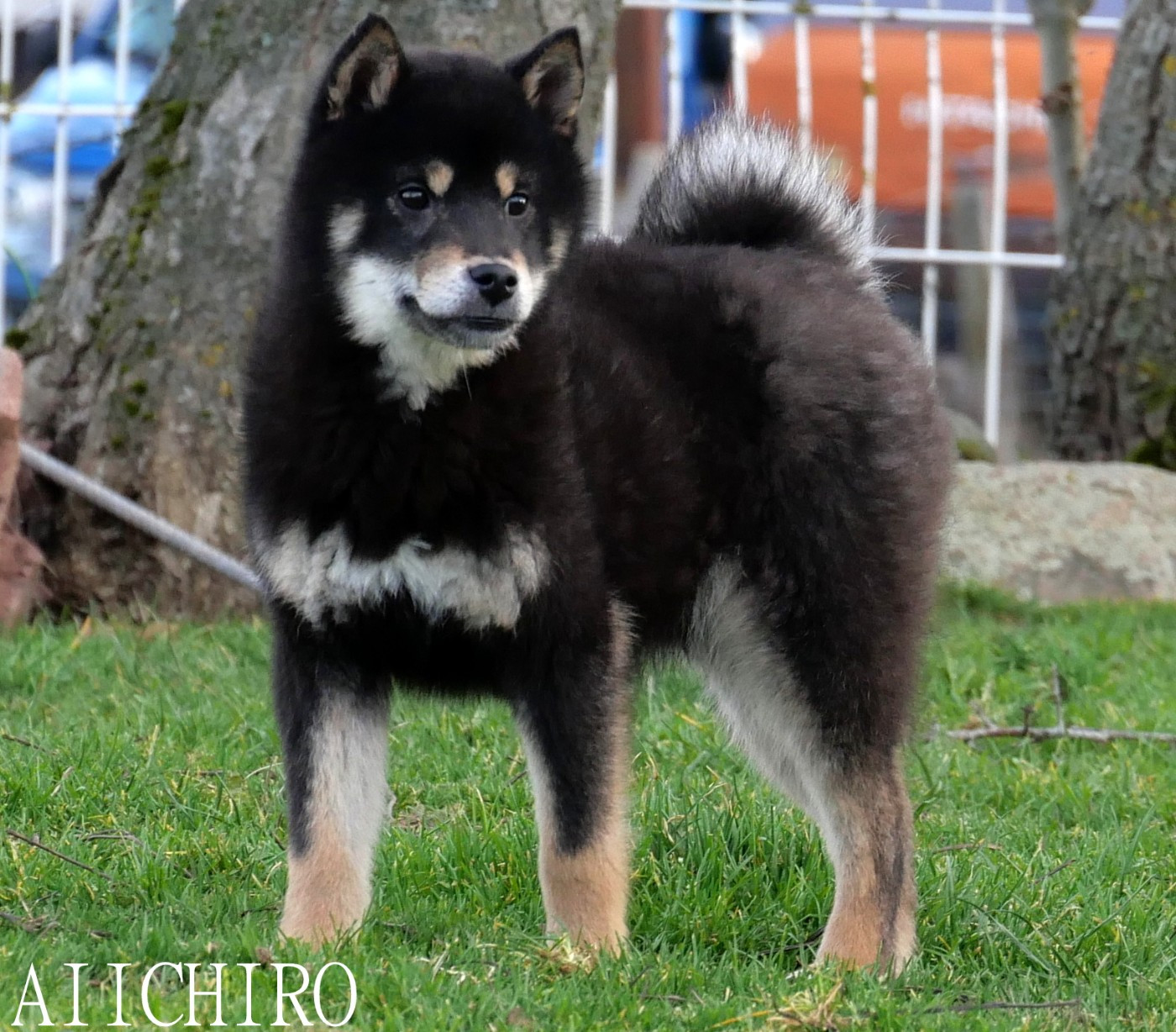 De la crique du Flojule - Chiots disponibles - Shiba