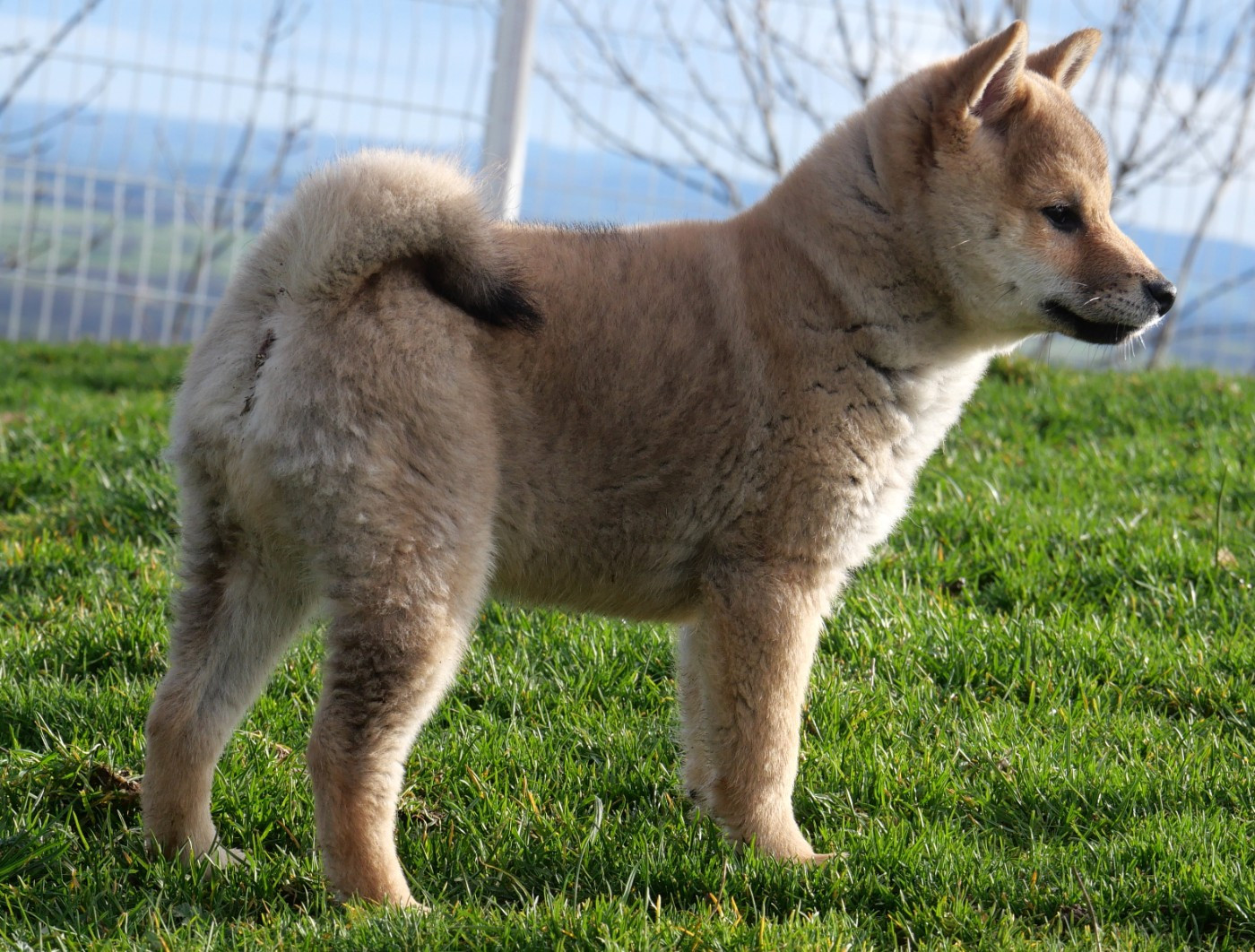 De la crique du Flojule - Chiots disponibles - Shiba