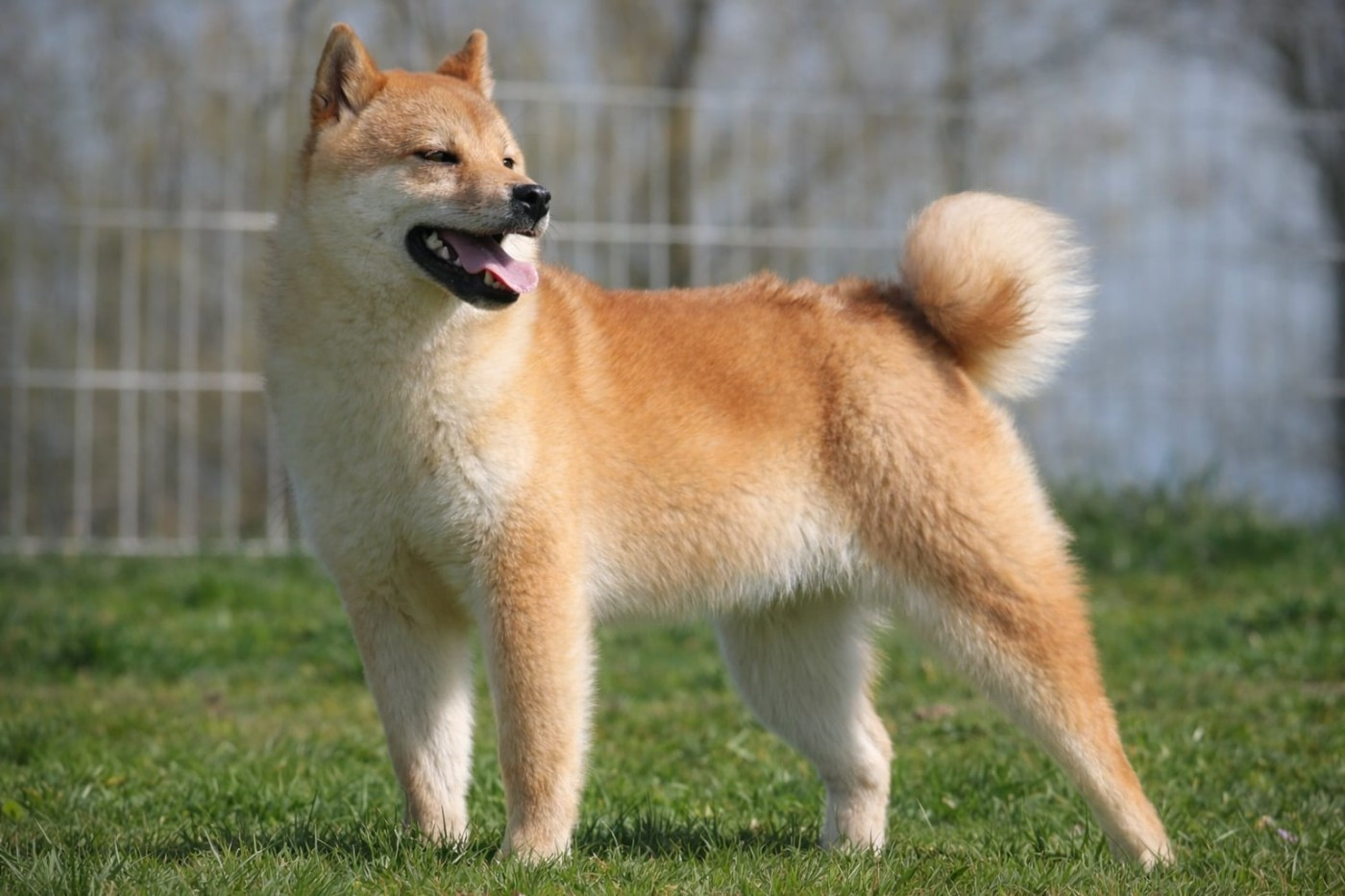 De la crique du Flojule - Chiots disponibles - Shiba